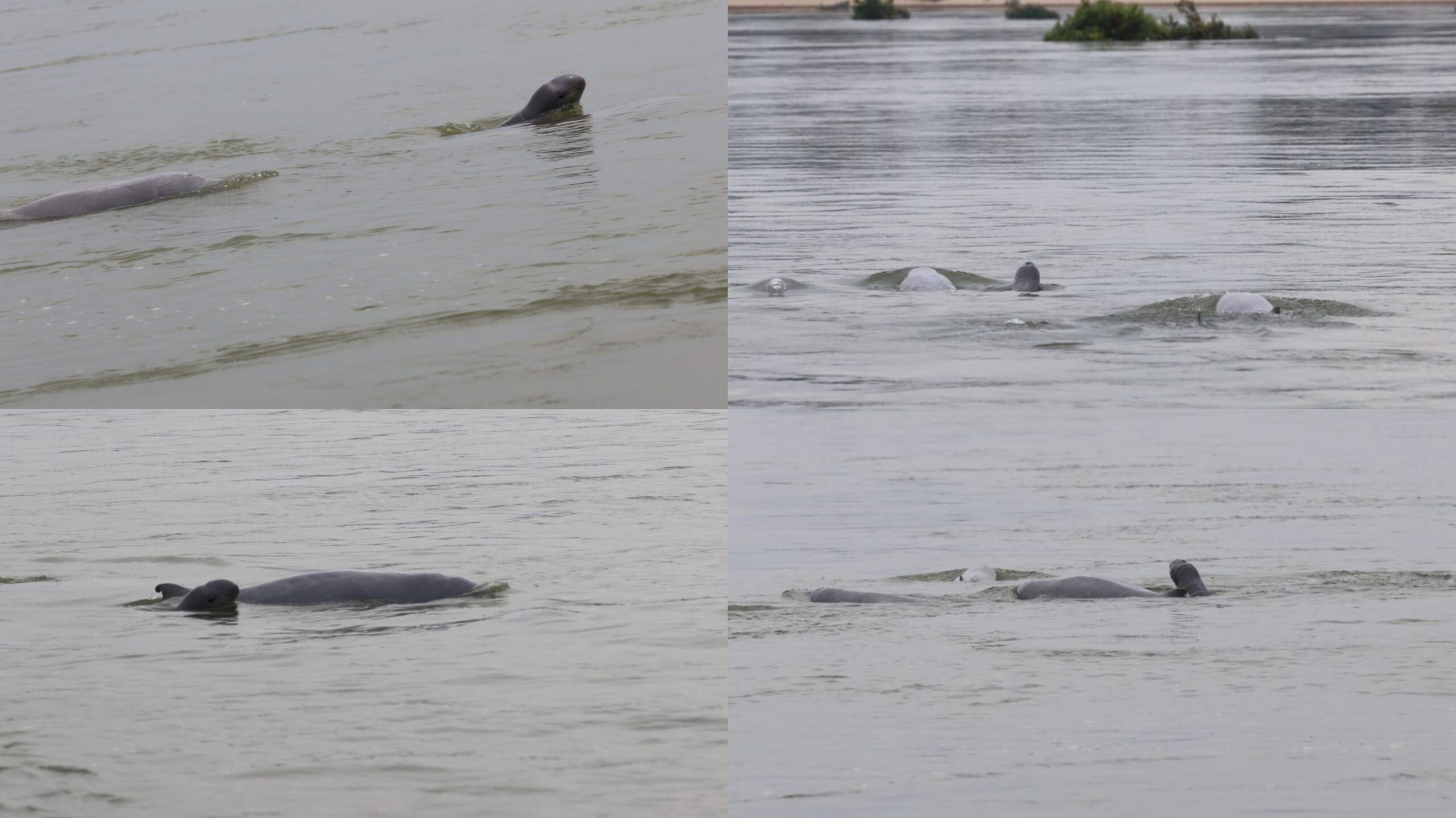 វត្តមានកូនផ្សោតទីពីរក្នុងឆ្នាំ២០២៦ ជាដង្ហើមថ្មីនៃទន្លេមេគង្គ និងក្តីសង្ឃឹមសម្រាប់ជីវៈចម្រុះសកល