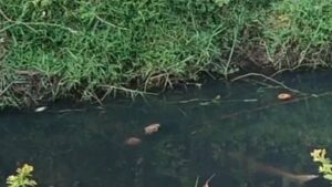 សន្តិសុខ តភ្ជាប់ខ្សែភ្លើងចេញពីសាកលវិទ្យាល័យបៀរប្រាយ ដើម្បីឆក់ត្រីបែជាឆក់ខ្លួនឯងស្លាប់