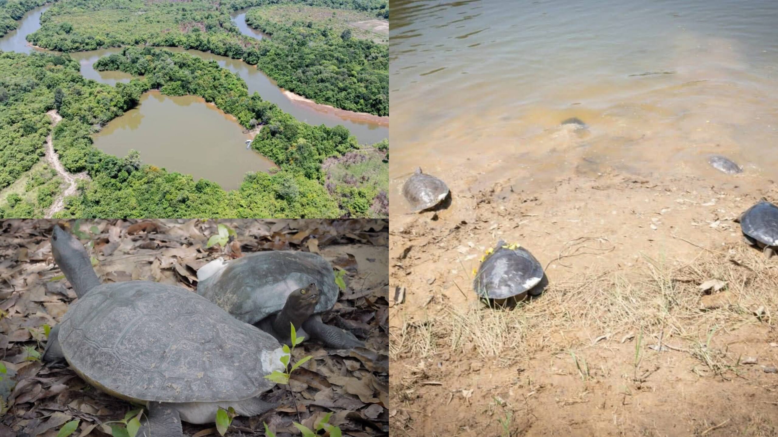 កម្ពុជាបានលែងអណ្តើកហ្លួង ដែលជាប្រភេទសត្វ កំពុងរងគ្រោះជិតផុតពូជ បំផុត ចូលទៅក្នុងប្រព័ន្ធព្រែកស្រែអំបិល