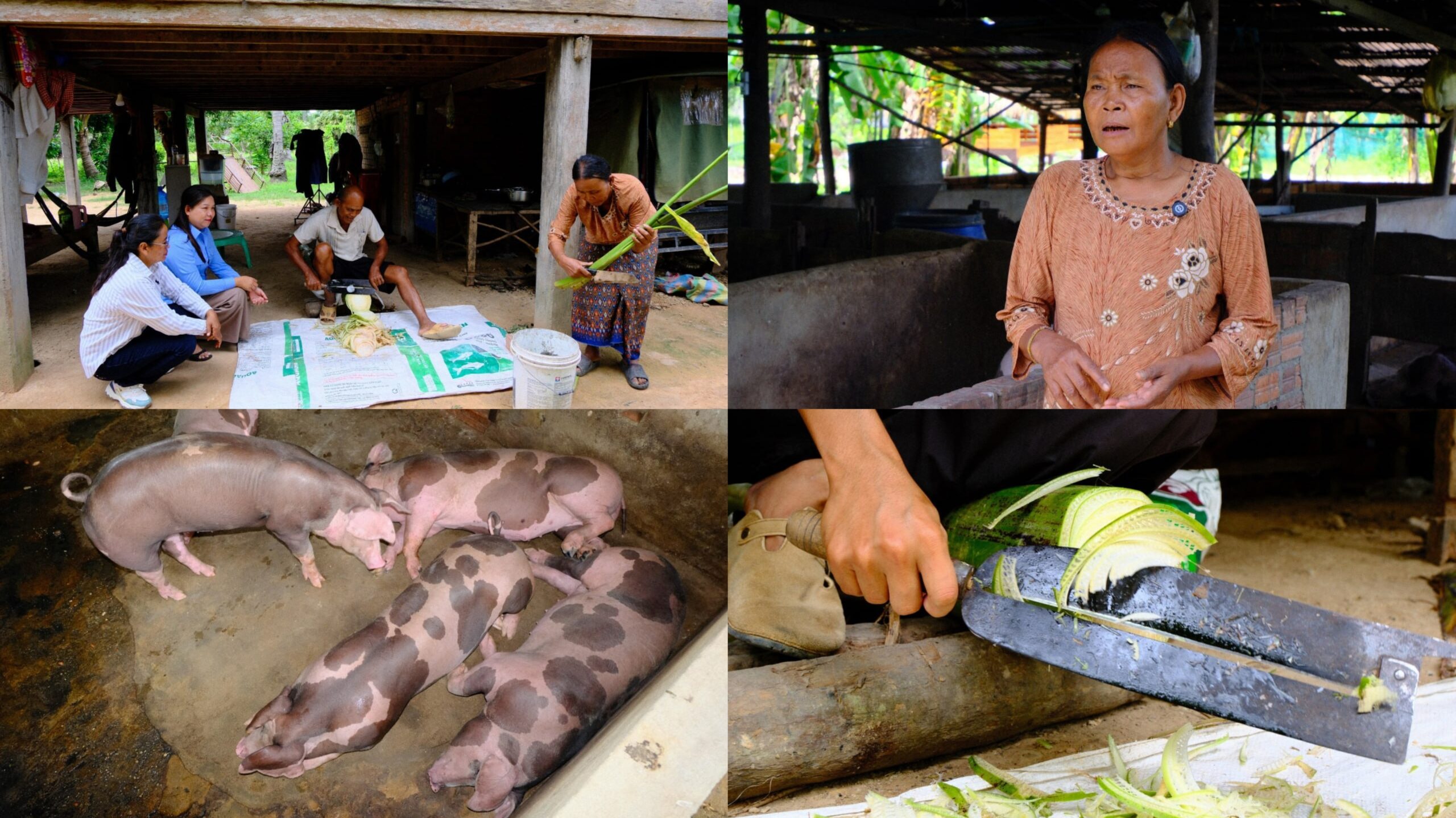 កសិករនៅស្រុកអង្គរធំ រកចំណូលបន្ថែមពីការចិញ្ចឹមជ្រូក ដើម្បីបង្កើតប្រភពចំណូលបន្ទាប់រដូវធ្វើស្រែចម្ការត្រូវបានបញ្ចប់