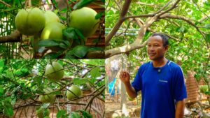 ពលរដ្ឋក្នុងស្រុកពួក លើកទឹកចិត្តឱ្យបងប្អូនដែលមានដីទំនេរជុំវិញផ្ទះ គួរផ្លាស់ប្ដូរដីទំនេរមកជាដំណាំចម្រុះ ជួយសម្រួលដល់ជីវភាពប្រចាំថ្ងៃ