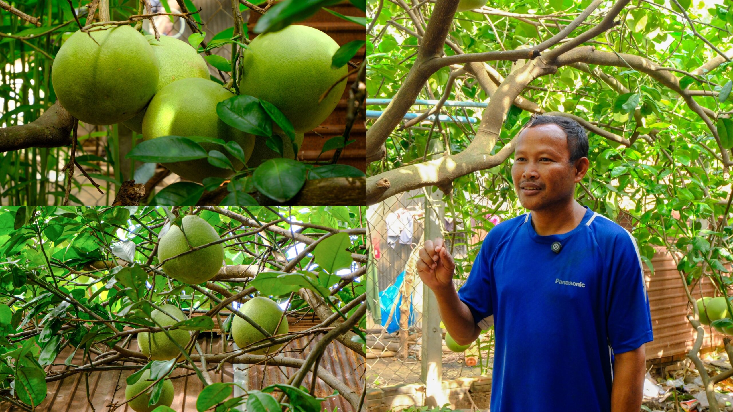 ពលរដ្ឋក្នុងស្រុកពួក លើកទឹកចិត្តឱ្យបងប្អូនដែលមានដីទំនេរជុំវិញផ្ទះ គួរផ្លាស់ប្ដូរដីទំនេរមកជាដំណាំចម្រុះ ជួយសម្រួលដល់ជីវភាពប្រចាំថ្ងៃ